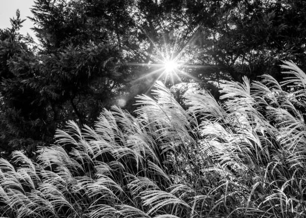 cezae-jardin-intime-hotel-avignon (7)