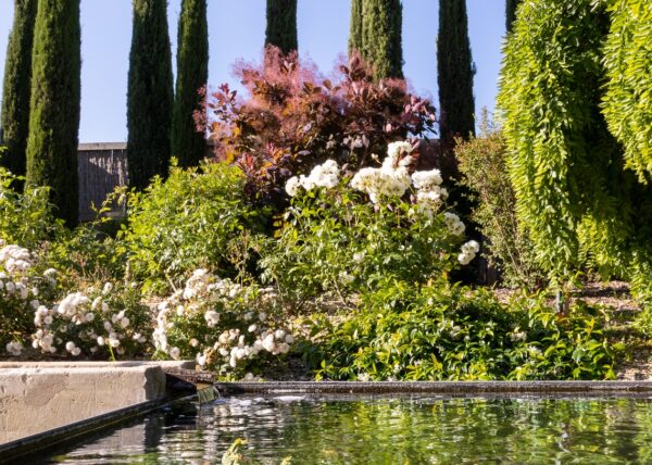 Cezae - Jardin charmant - St Remy de Provence 01