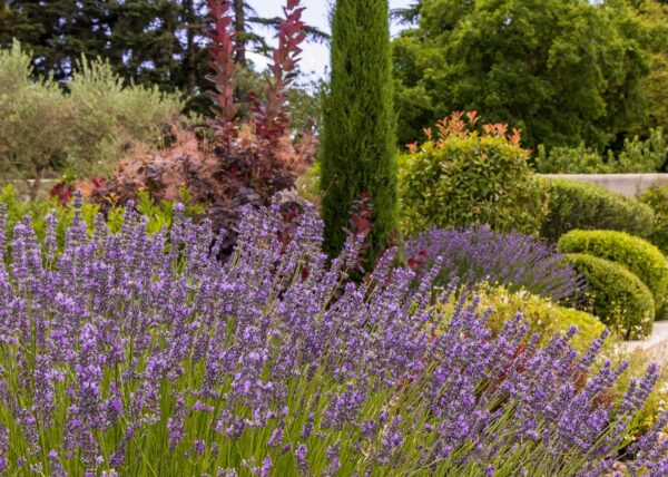 Cezae - Jardin charmant - St Remy de Provence 21